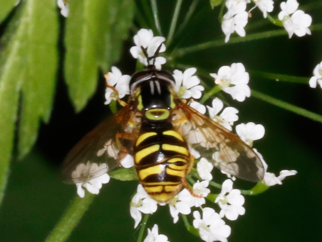 Syrphidae: Chrysotoxum sp.  con deformit